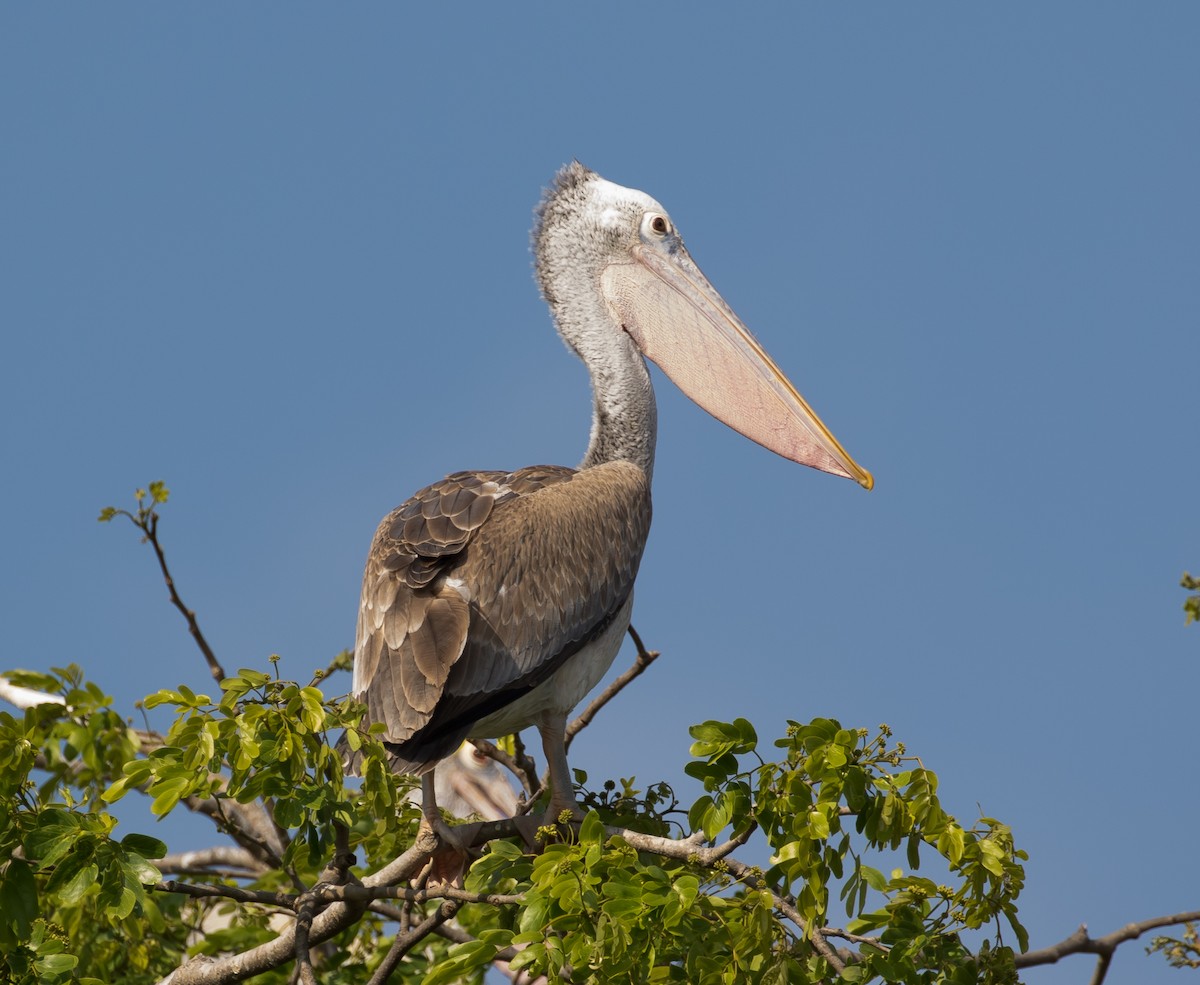 Spot-billed Pelican - Ian Burgess