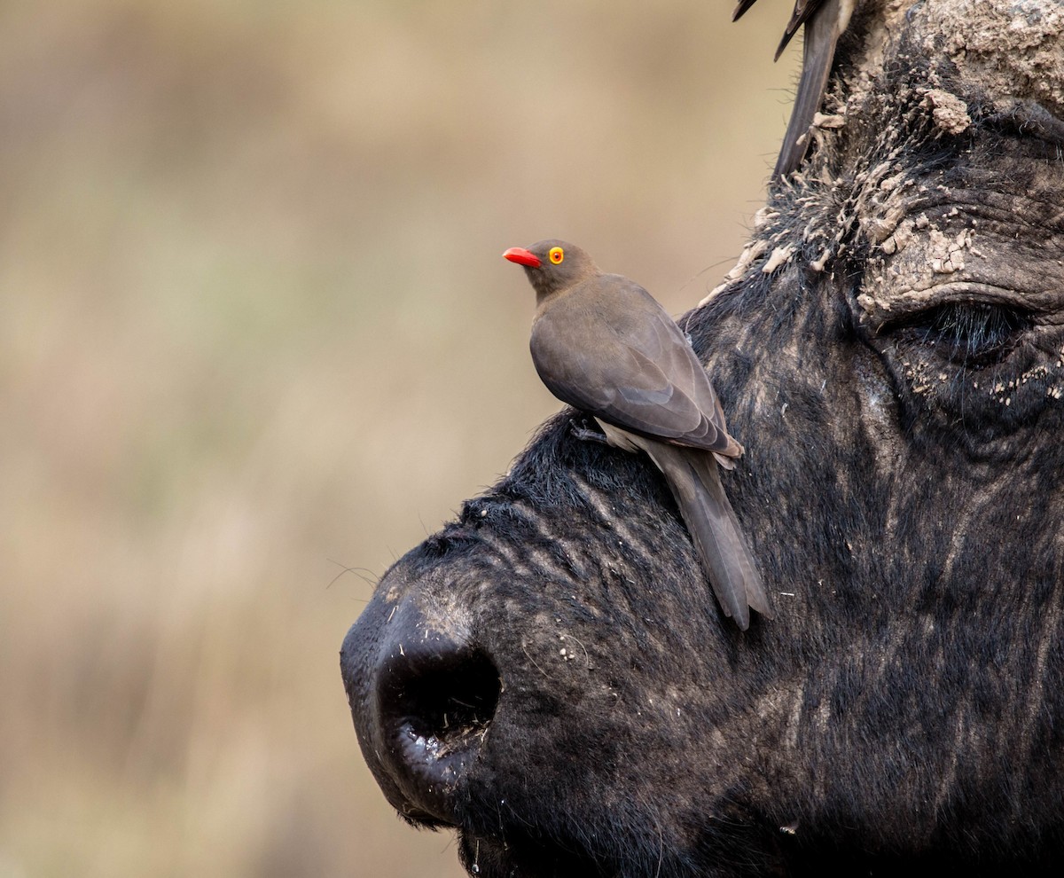 Red-billed Oxpecker - ML89603161