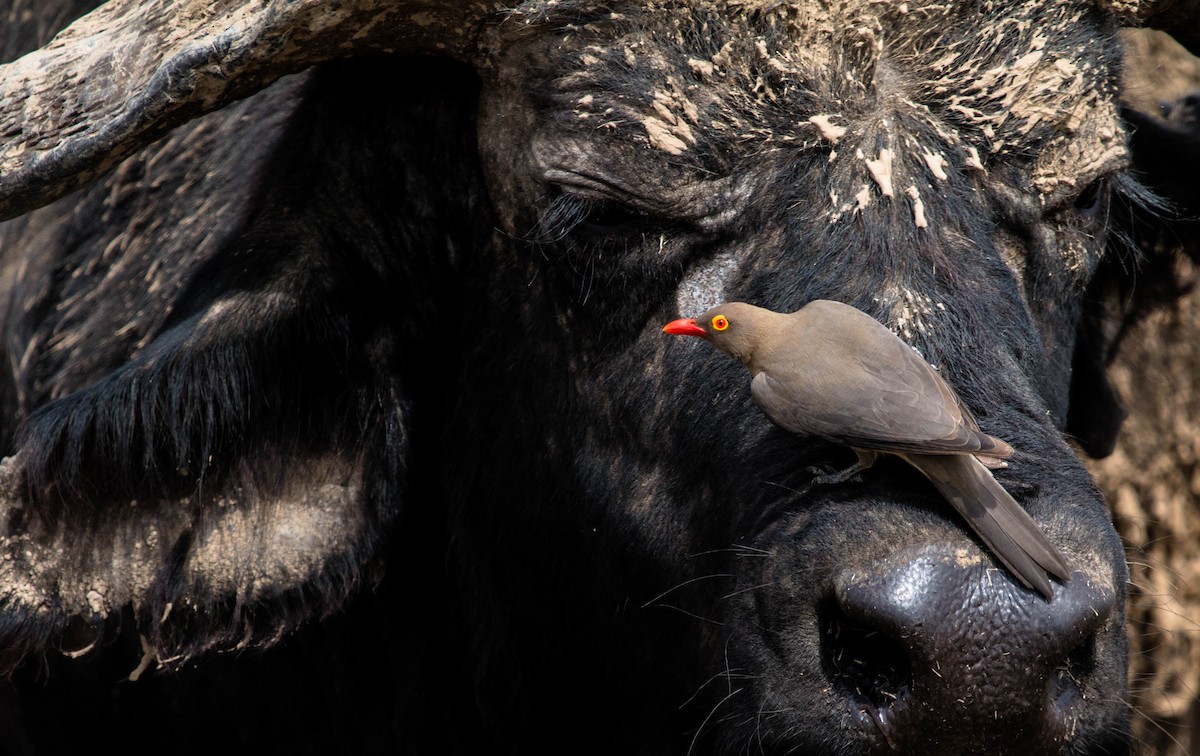 Red-billed Oxpecker - ML89603181