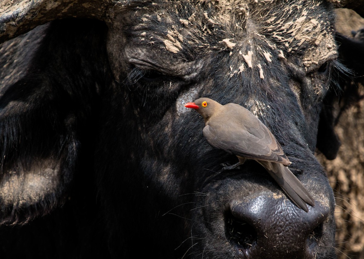 Red-billed Oxpecker - ML89603201