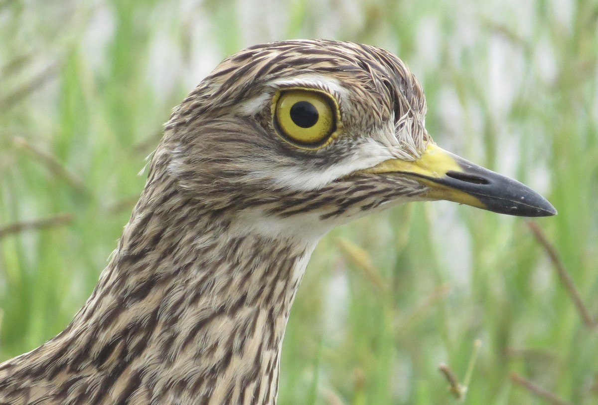 Spotted Thick-knee - Michael Woodruff
