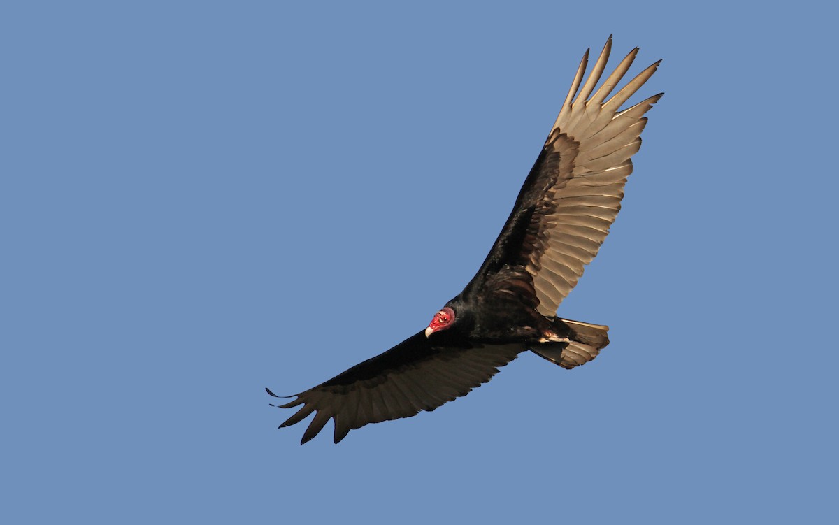 Turkey Vulture (Northern) - ML89603531