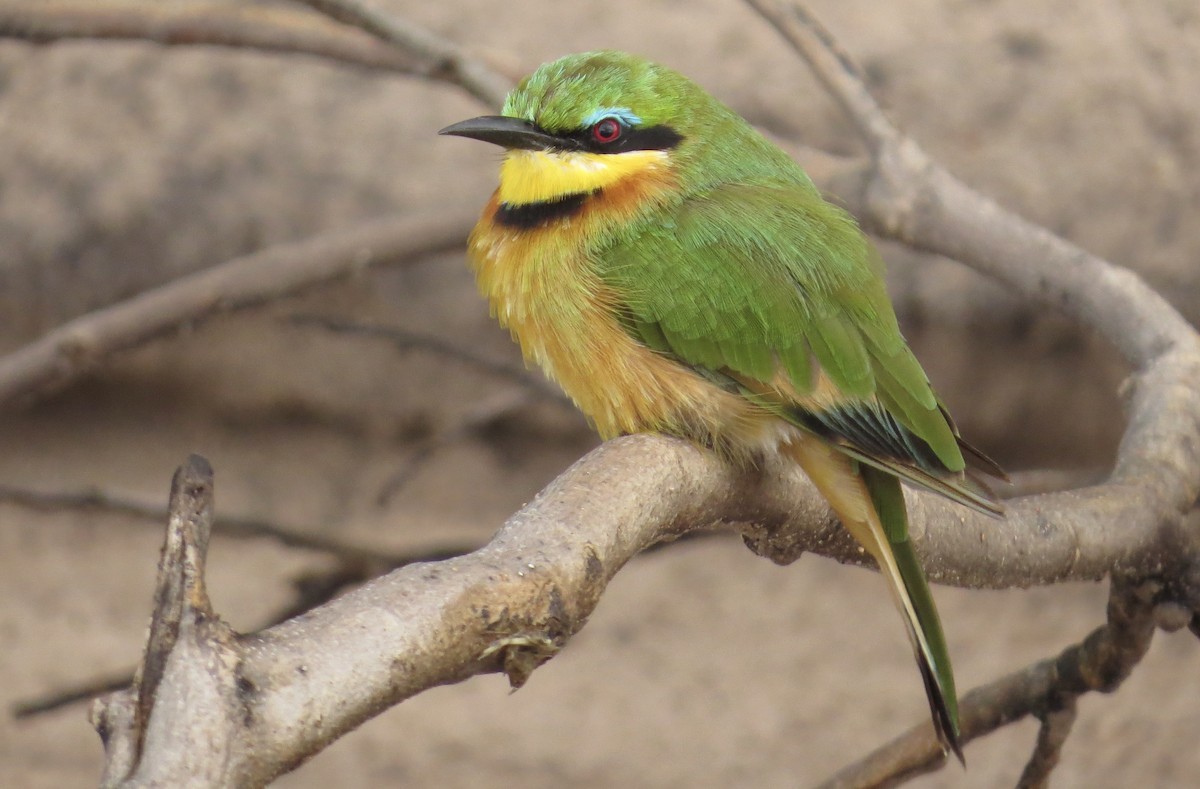 Little Bee-eater - ML89603621