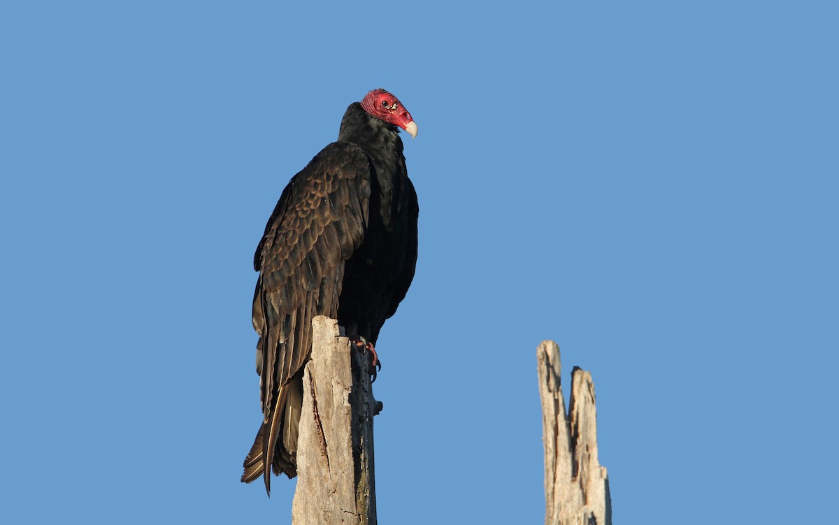 Turkey Vulture (Northern) - ML89603641