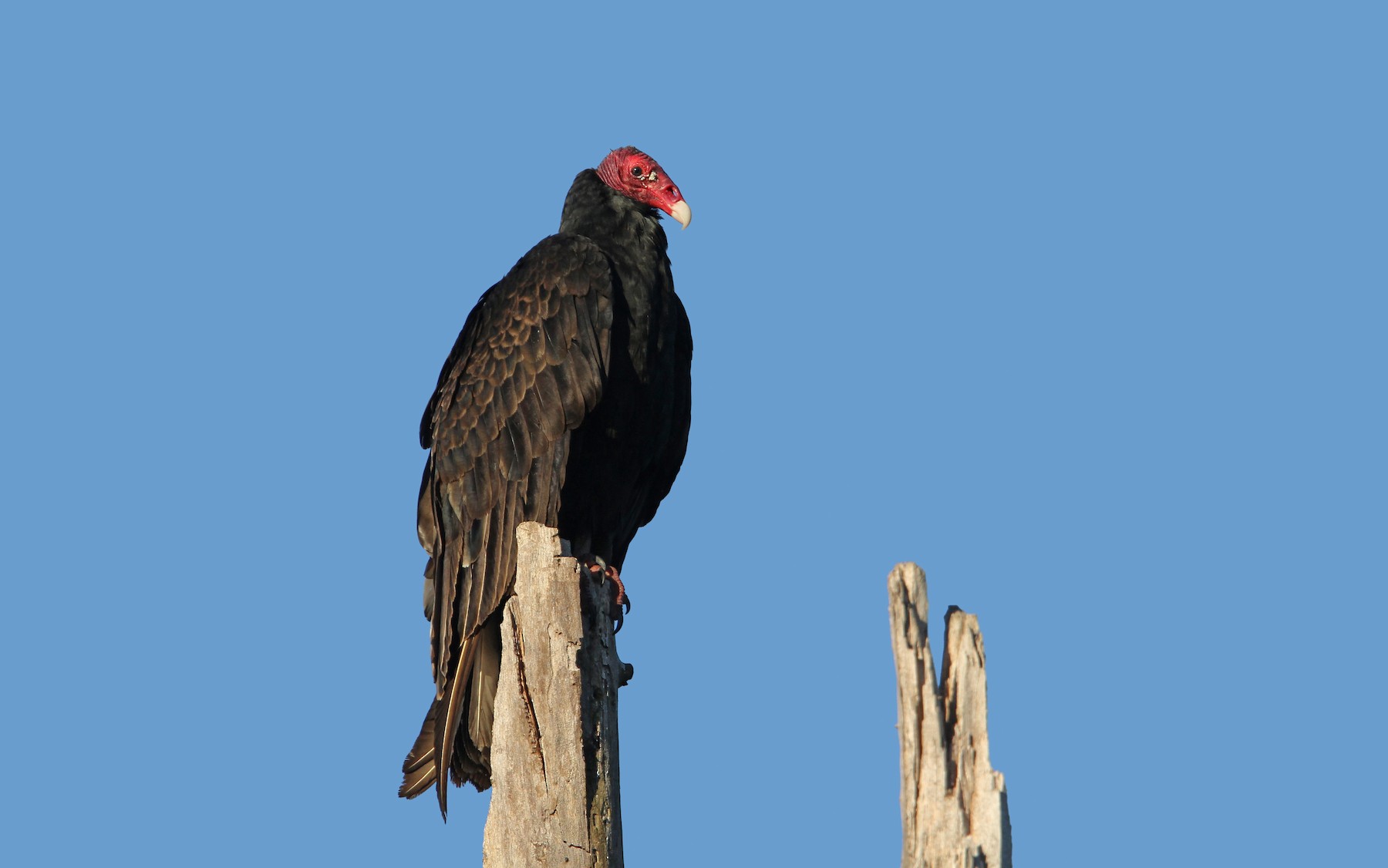 Turkey Vulture (Northern) eBird