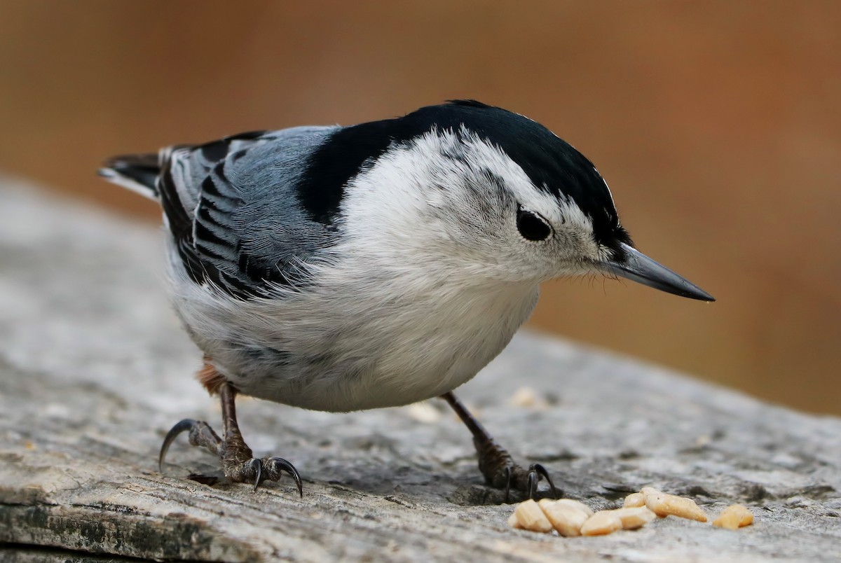 White-breasted Nuthatch - ML89603951