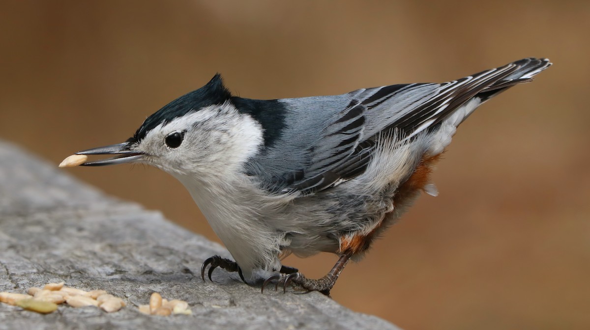 White-breasted Nuthatch - ML89603971