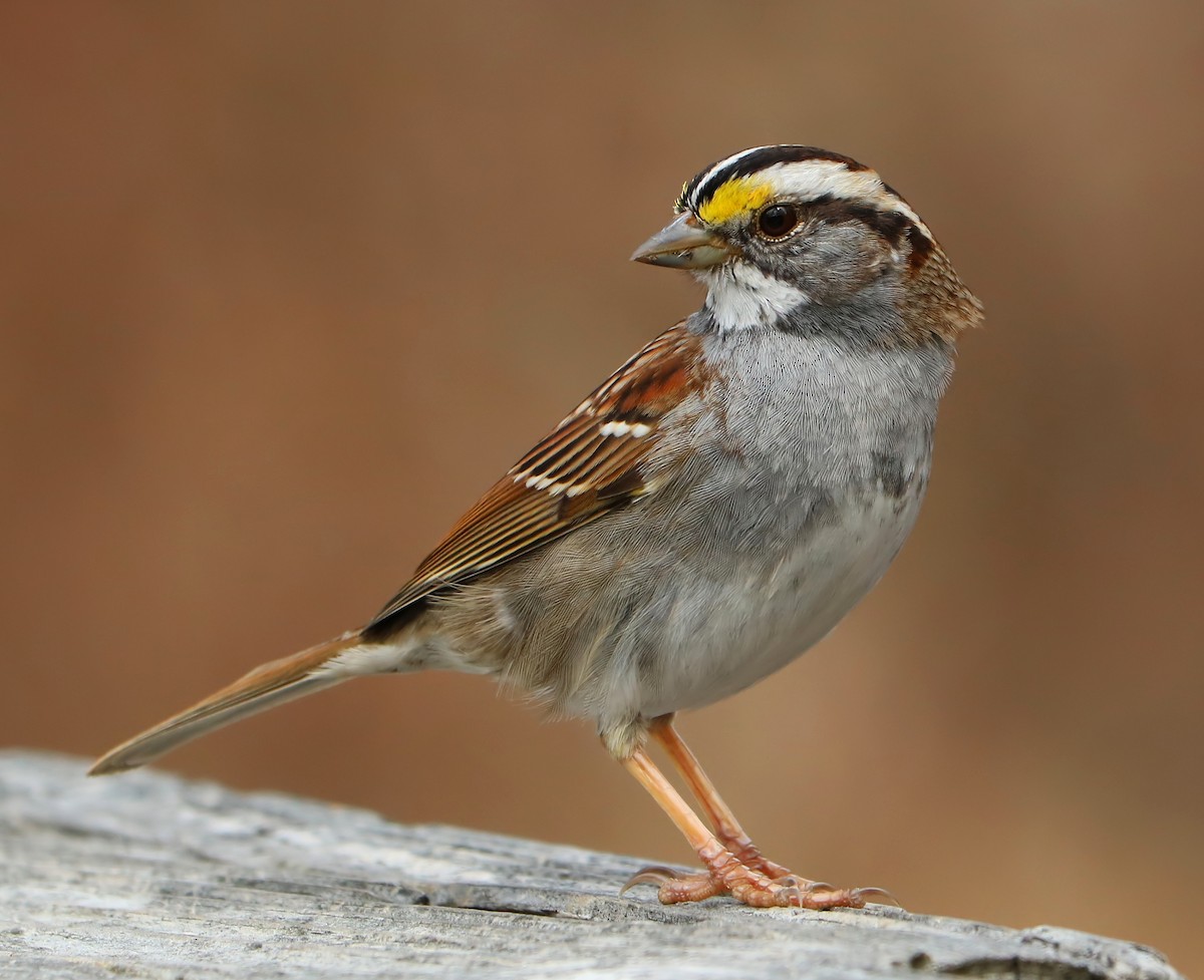 White-throated Sparrow - ML89604101