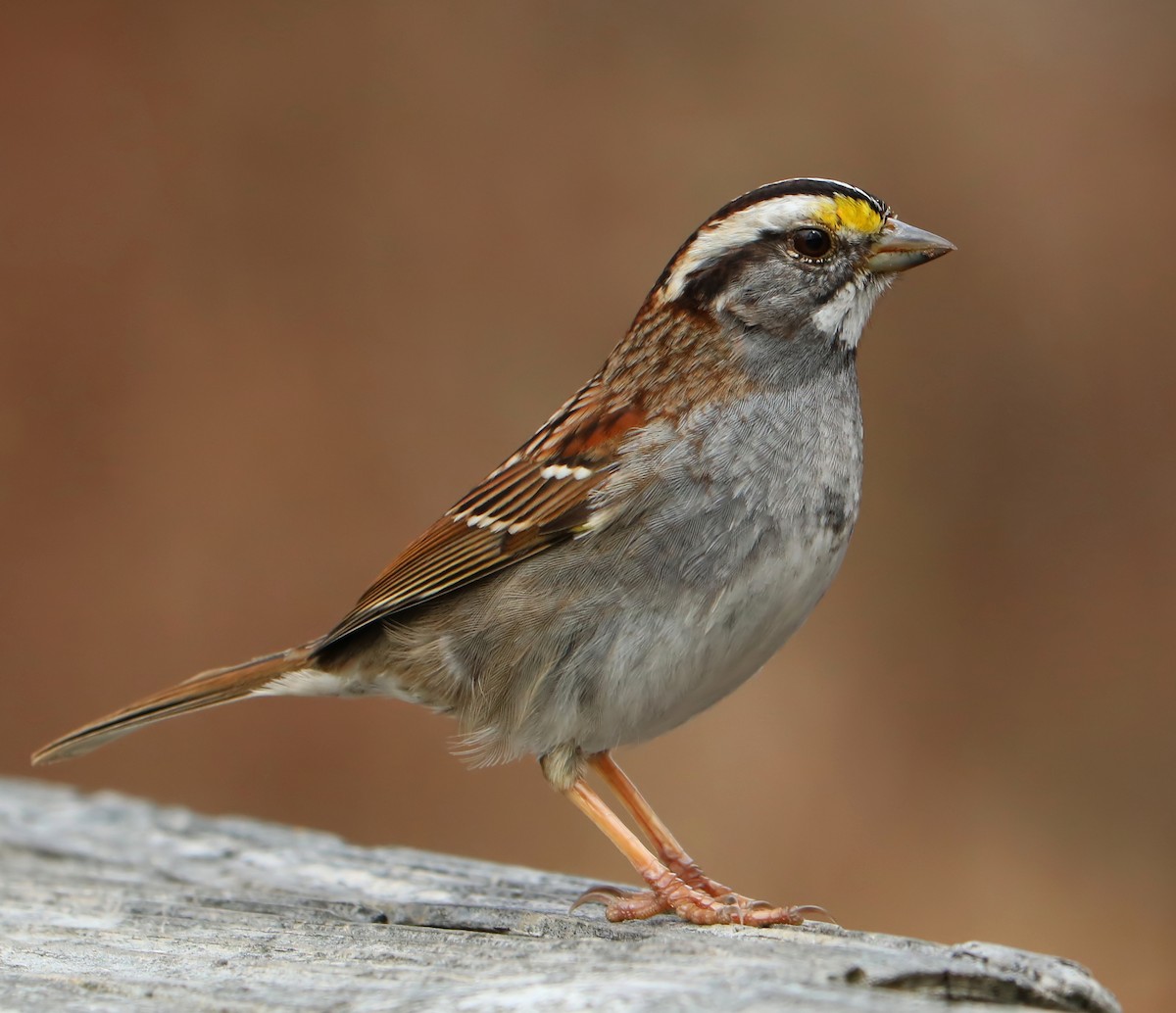 White-throated Sparrow - ML89604111