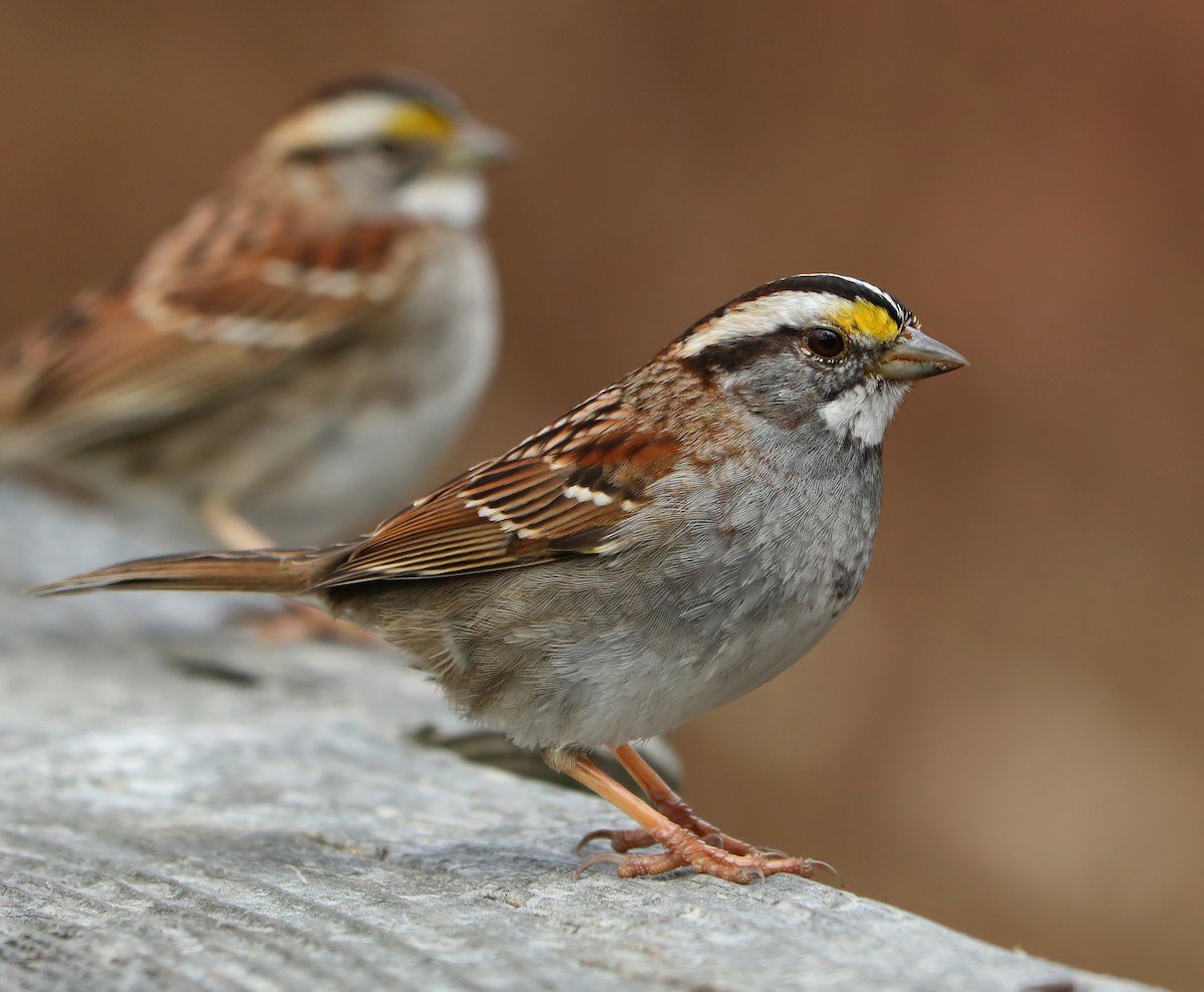 White-throated Sparrow - Brenda Bull