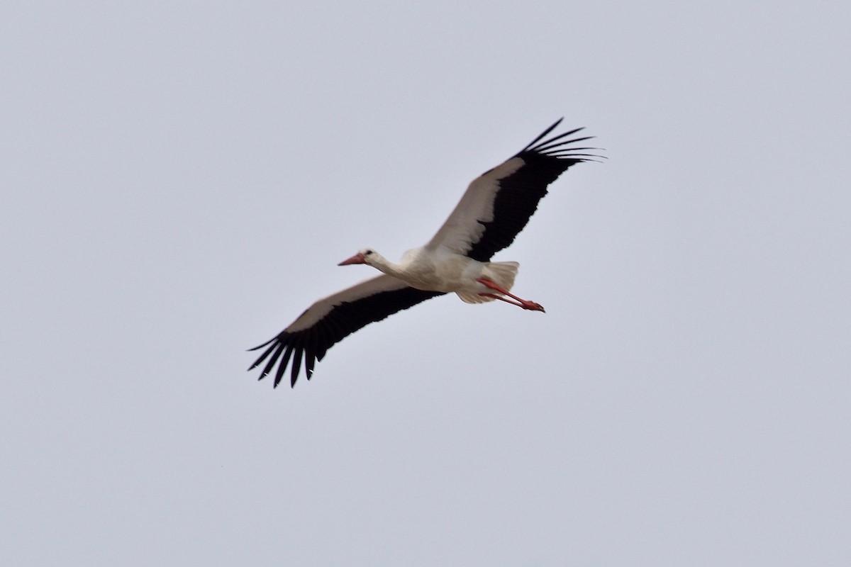 White Stork - ML89604301