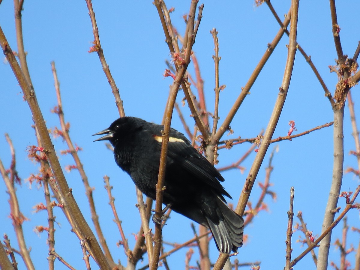 Red-winged Blackbird - michele ramsey