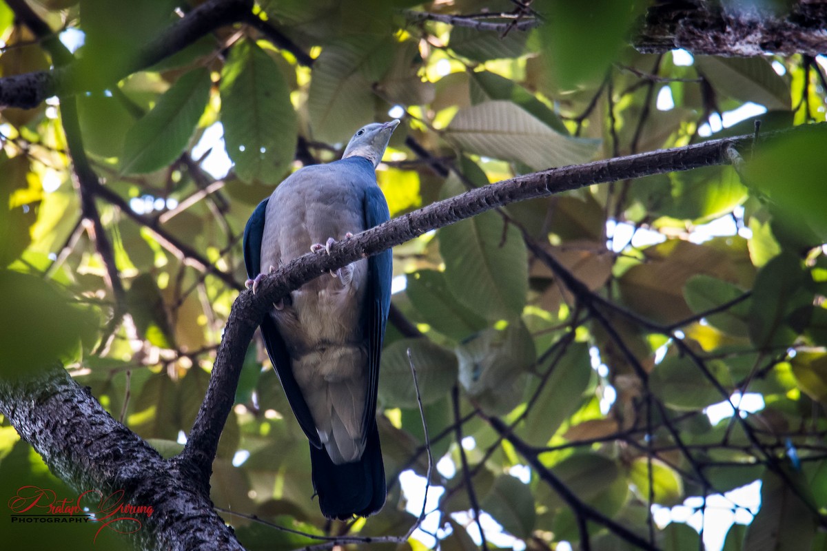 Ashy Wood-Pigeon - Pratap Gurung