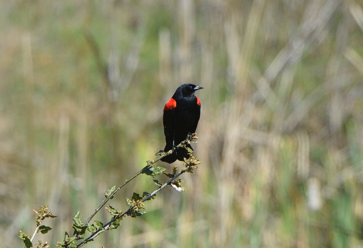 Red-winged Blackbird - Douglas Hall