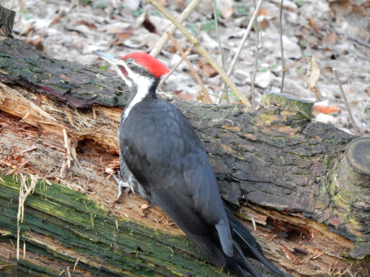 Pileated Woodpecker - ML89610901