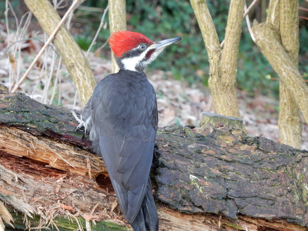 Pileated Woodpecker - ML89611291