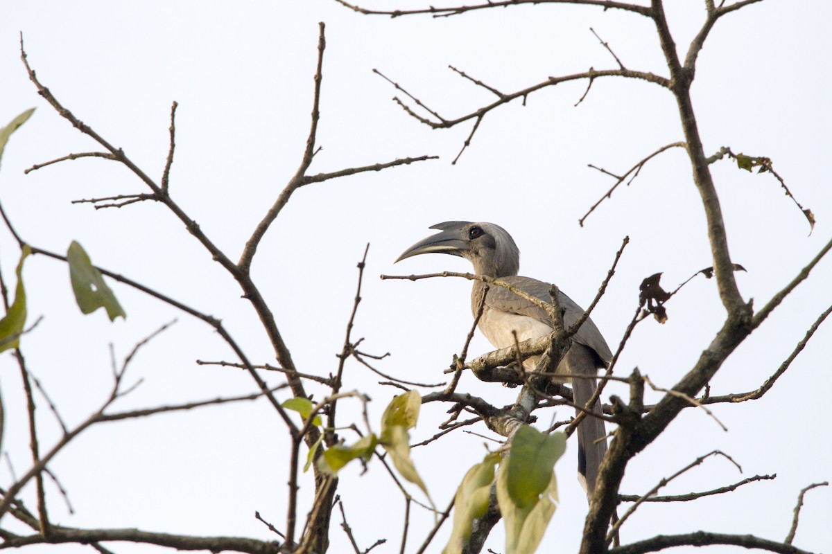 Indian Gray Hornbill - Ramesh Shenai