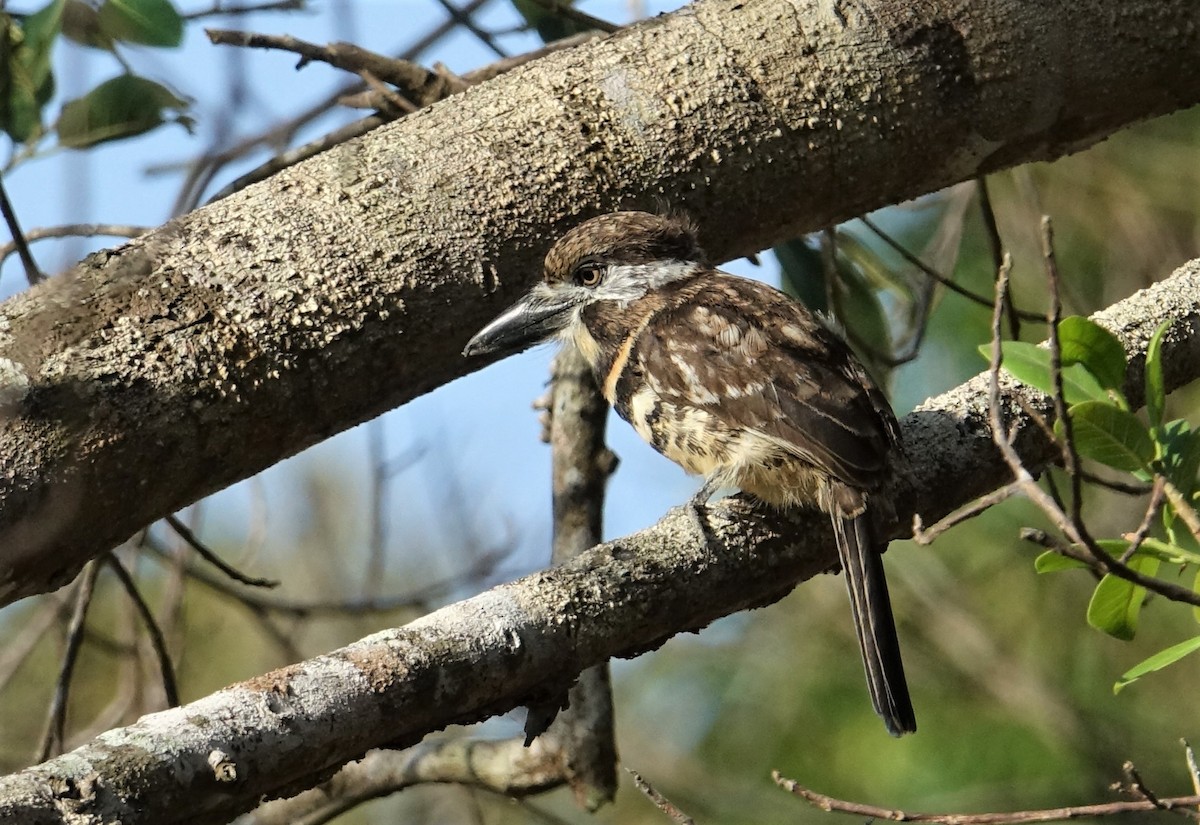 Two-banded Puffbird - ML89613361