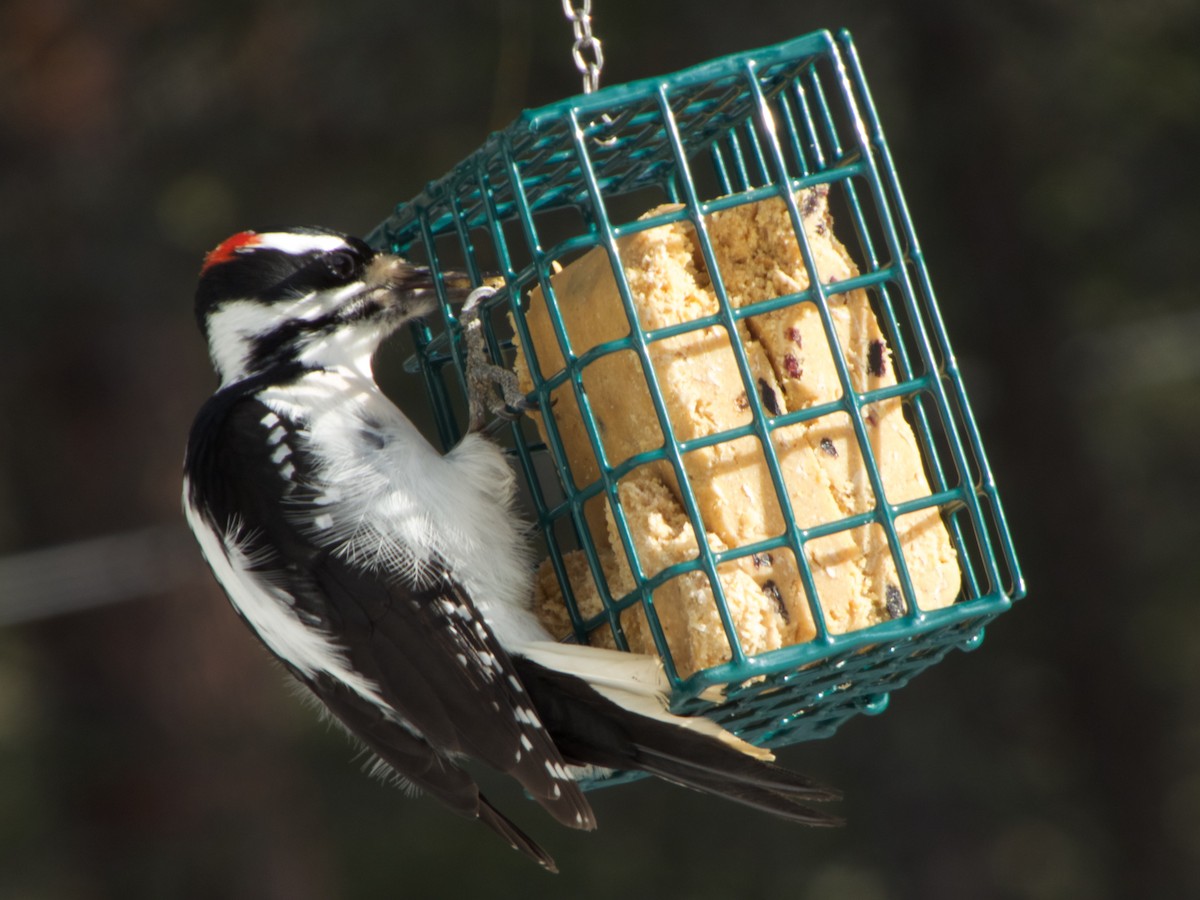 Hairy Woodpecker - Piper Milliron