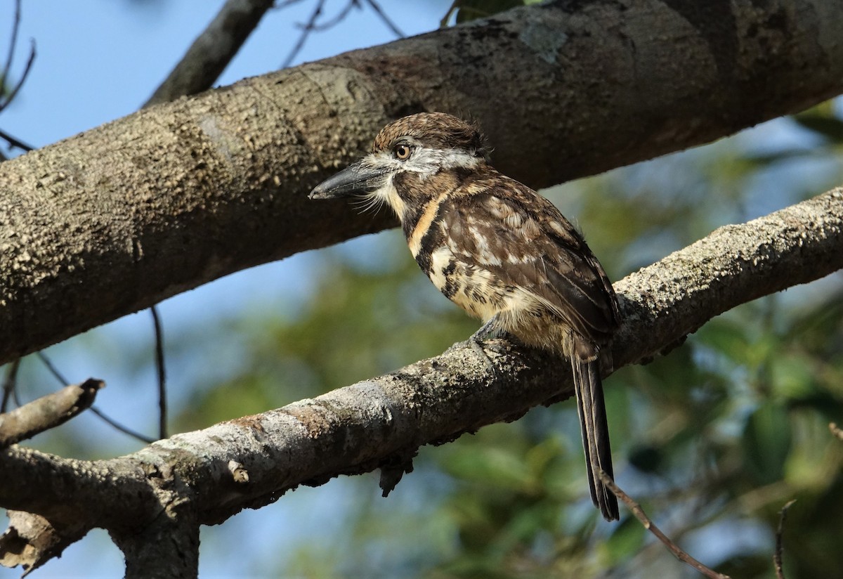 Two-banded Puffbird - ML89613511
