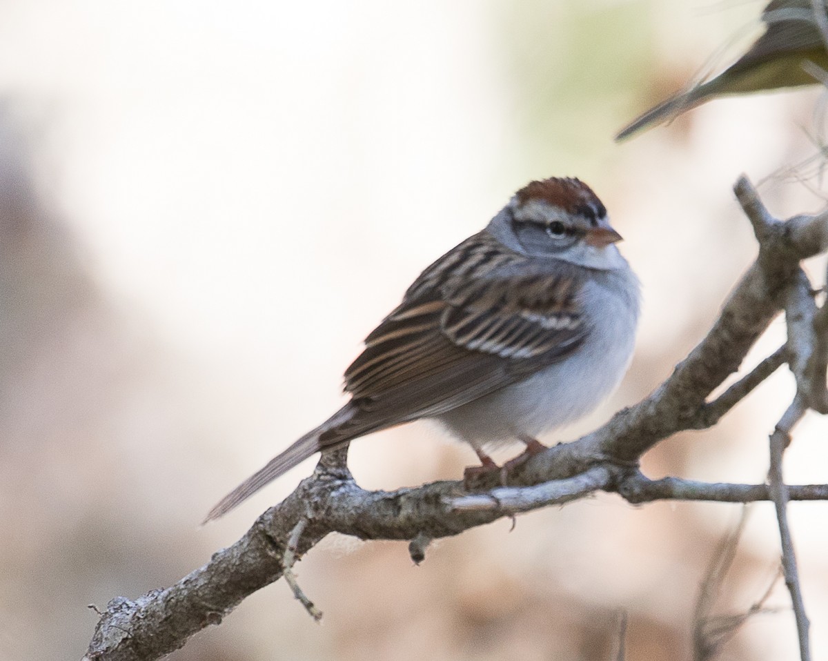 Chipping Sparrow - Lynette Spence