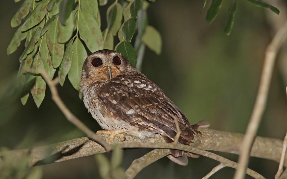 Bare-legged Owl - ML89614661