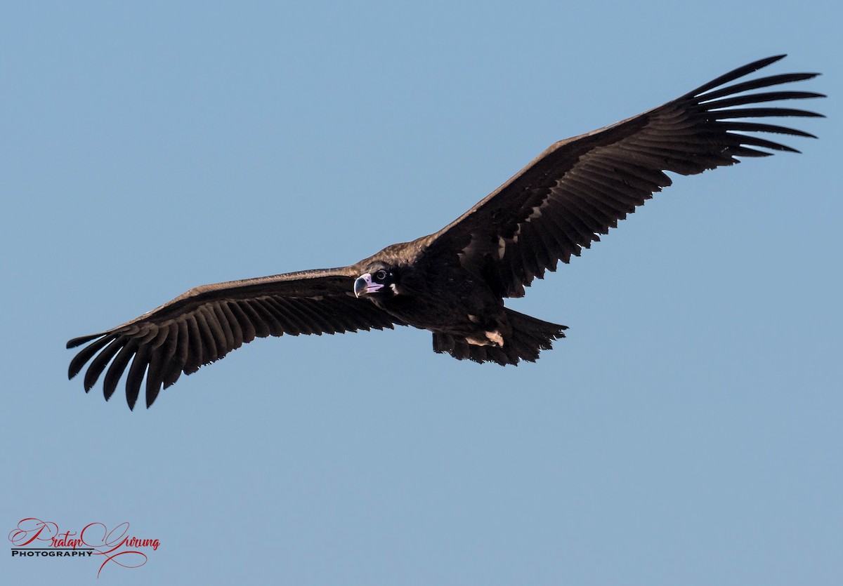 Cinereous Vulture - Pratap Gurung