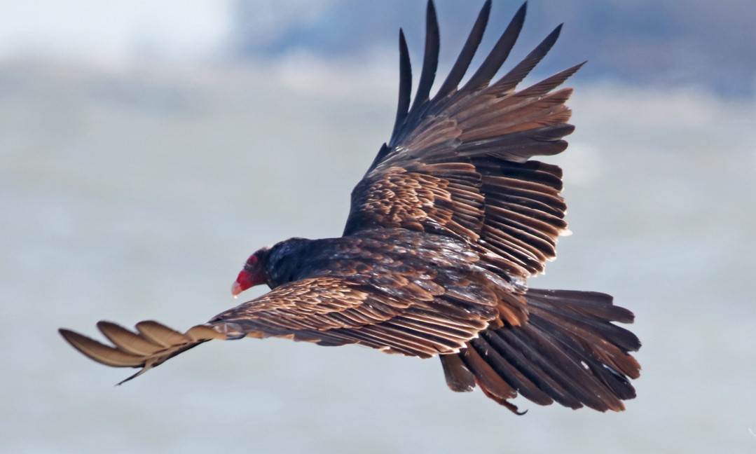 Turkey Vulture - ML89615391