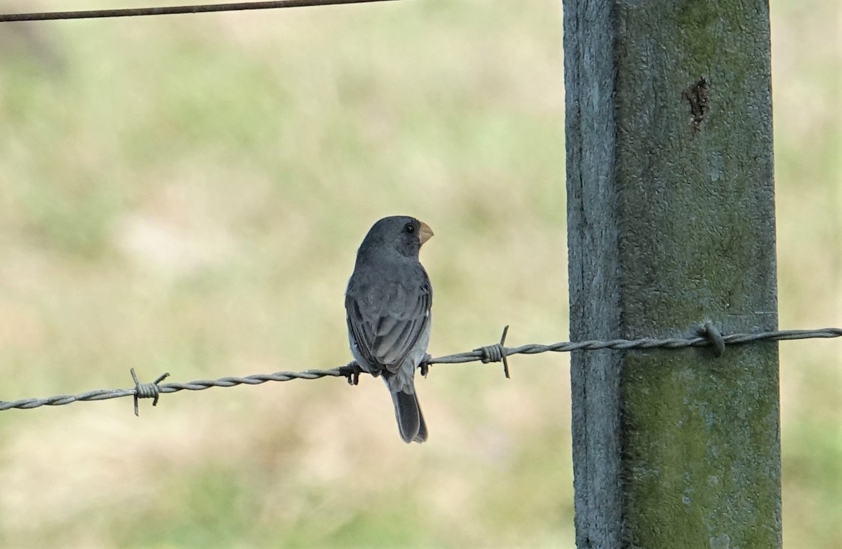 Gray Seedeater - ML89616771