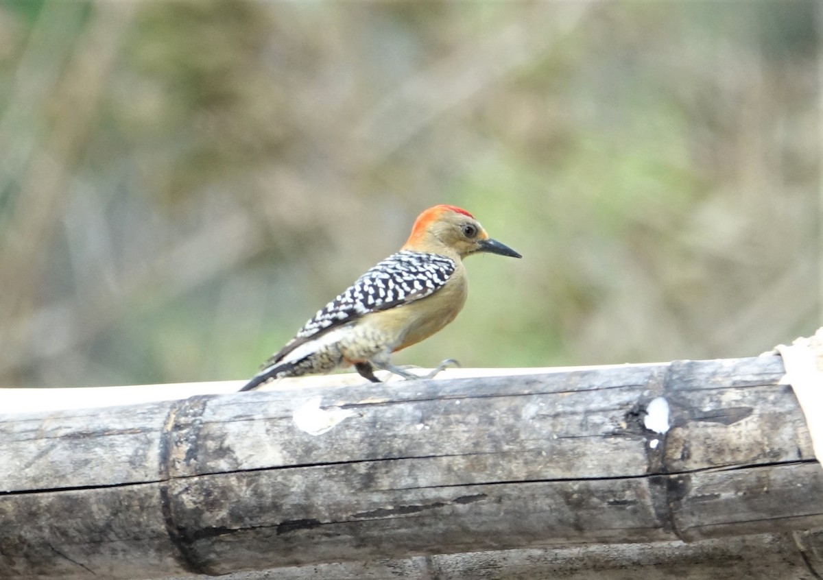 Red-crowned Woodpecker - ML89619241