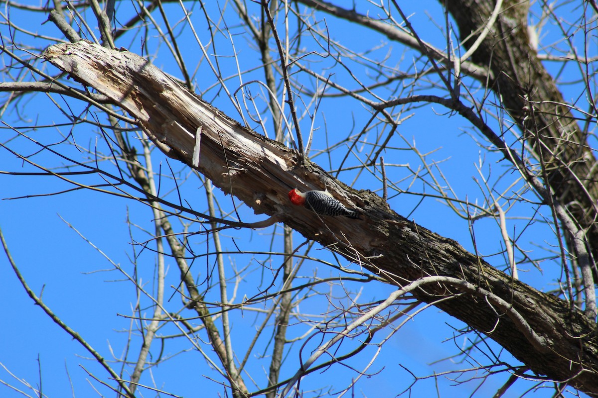 Red-bellied Woodpecker - ML89619271