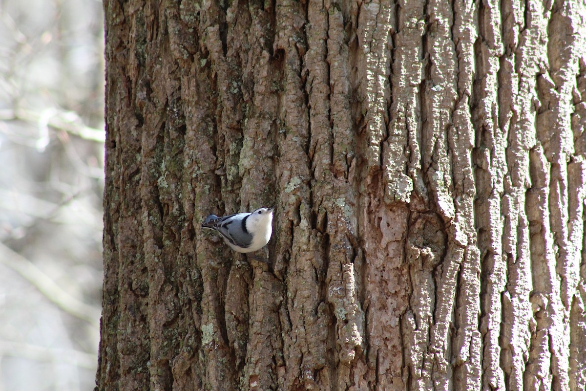 White-breasted Nuthatch - ML89619501