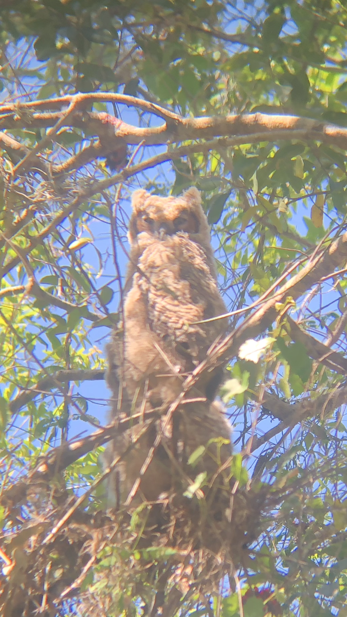 Great Horned Owl - ML89621891