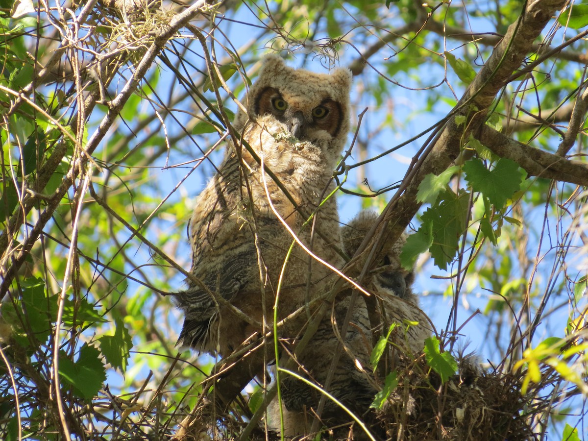 Great Horned Owl - Meredith Heather