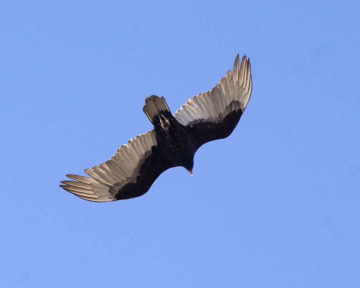 Turkey Vulture - Heather Pickard