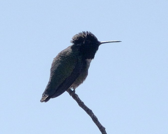 Anna's Hummingbird - ML89627061