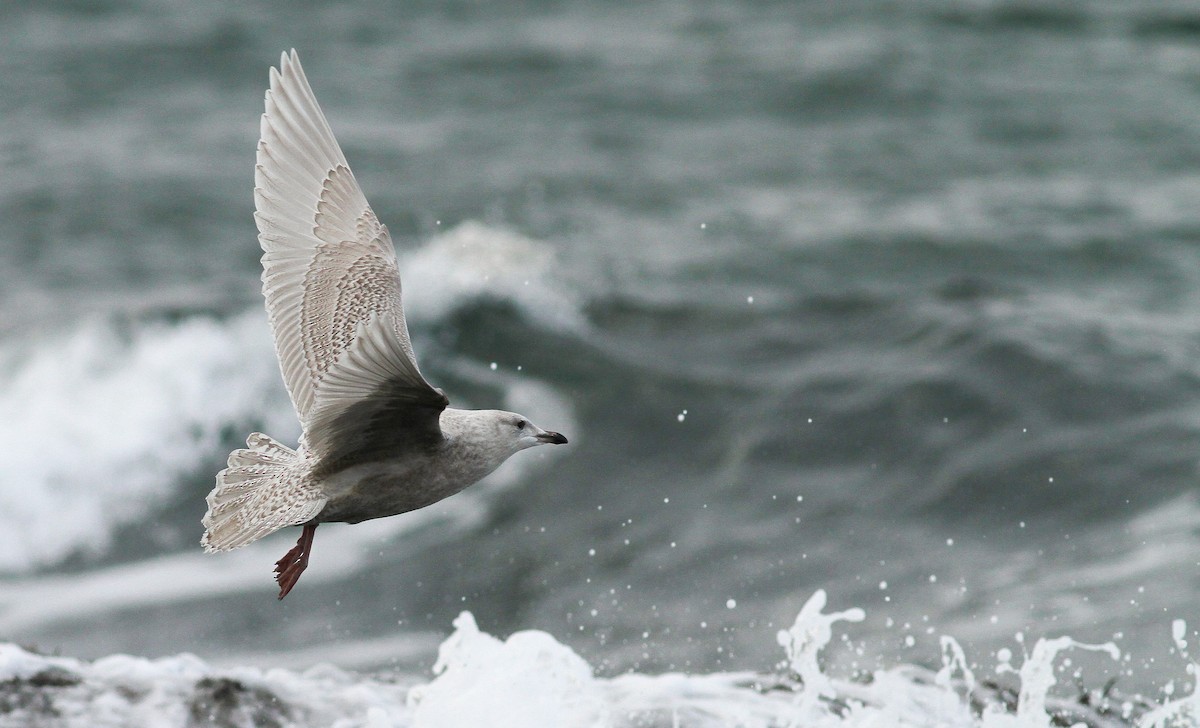 Iceland Gull (kumlieni) - Fyn Kynd