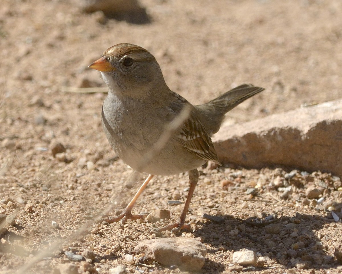 White-crowned Sparrow - ML89627801