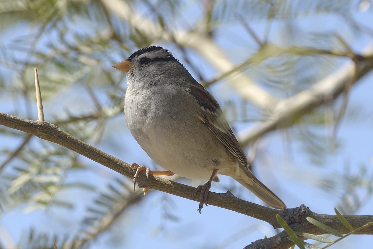 White-crowned Sparrow - Heather Pickard