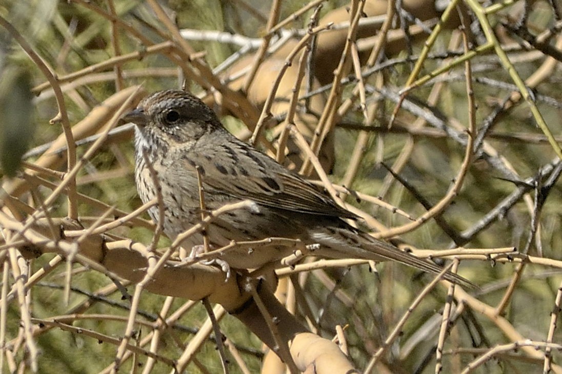Lincoln's Sparrow - Heather Pickard