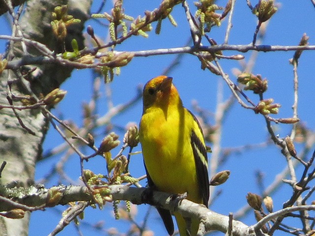 Western Tanager - Lisa Holmes