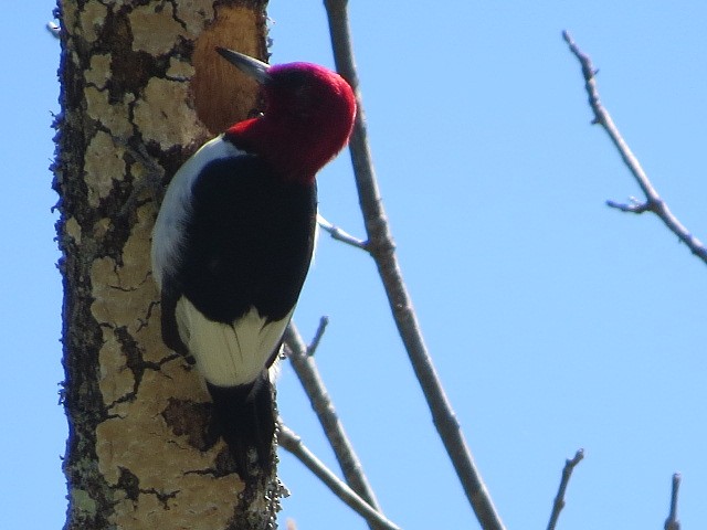 Red-headed Woodpecker - ML89629201