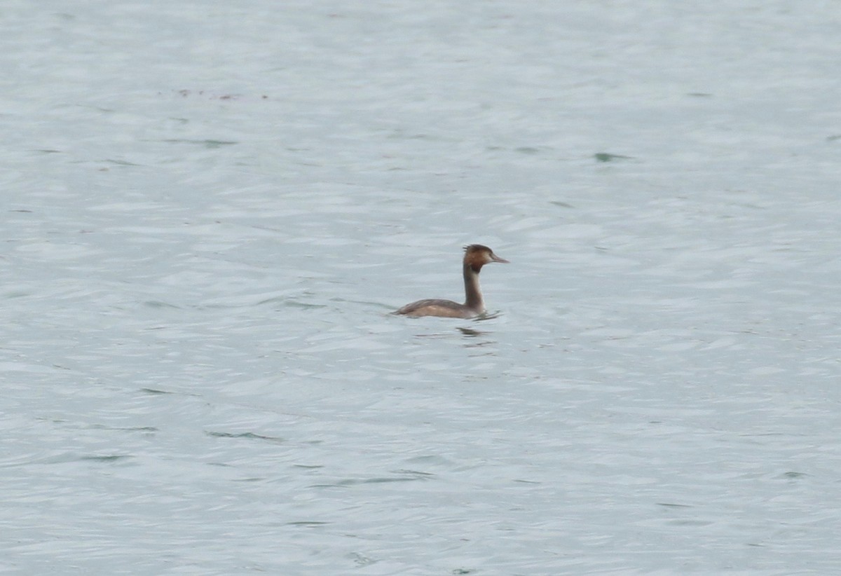 Great Crested Grebe - ML89629781