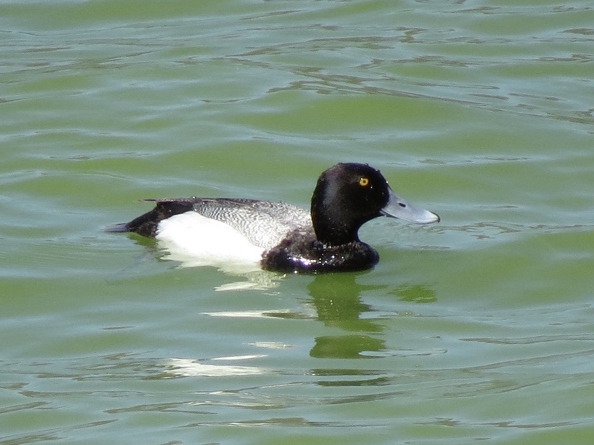 Greater Scaup - Roger Woodruff