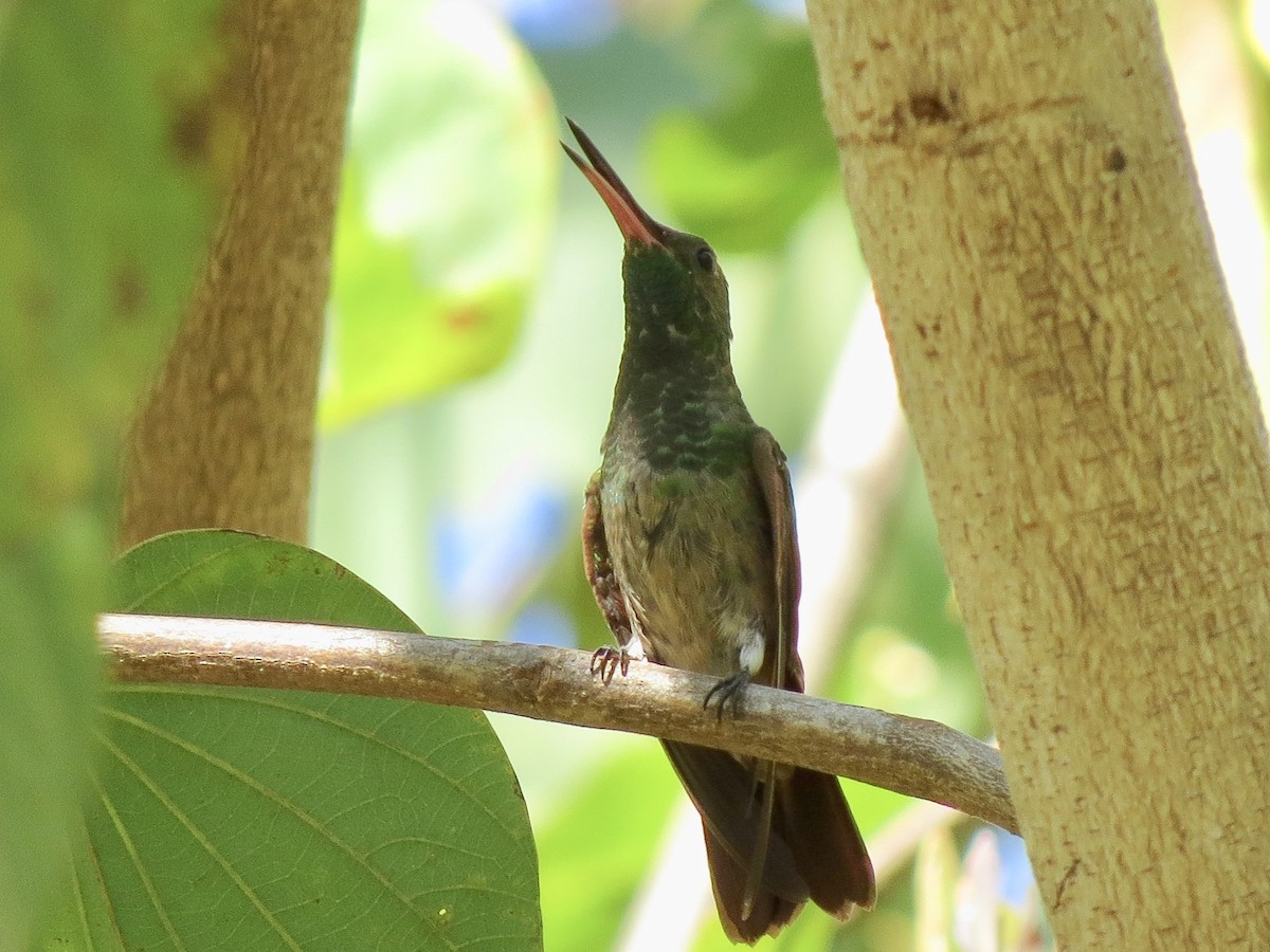 kolibřík mexický - ML89632491