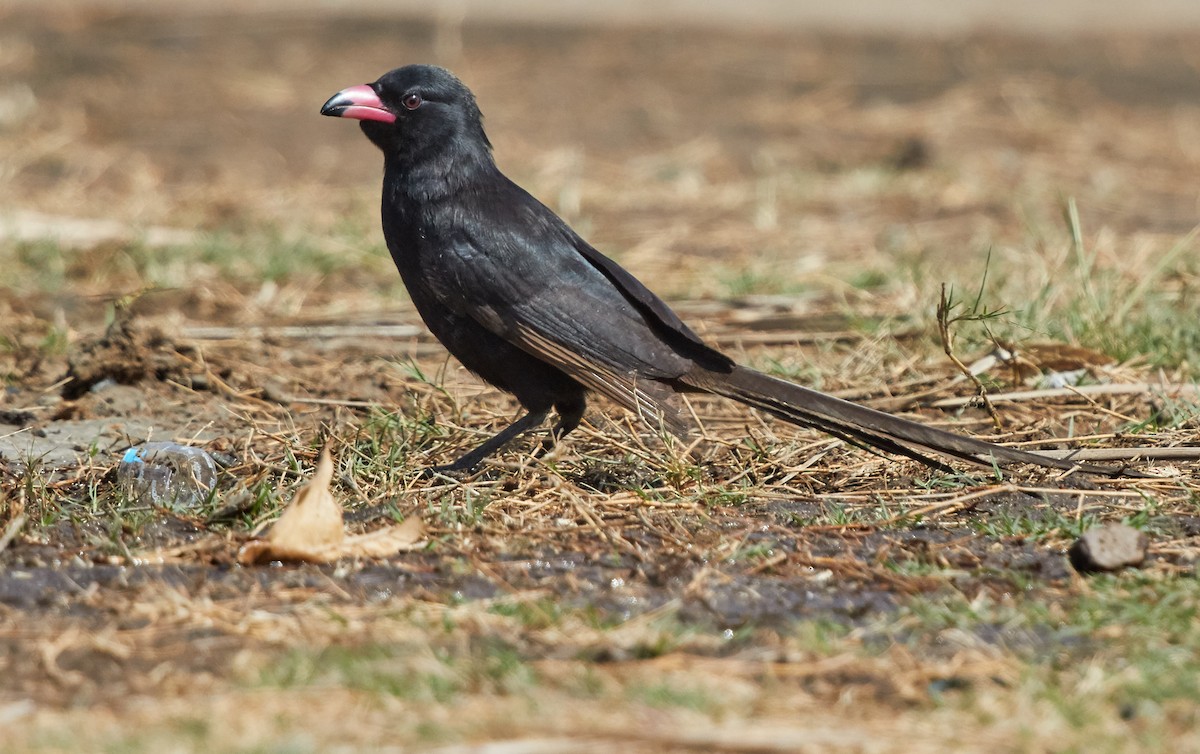 Piapiac - Ptilostomus afer - Birds of the World