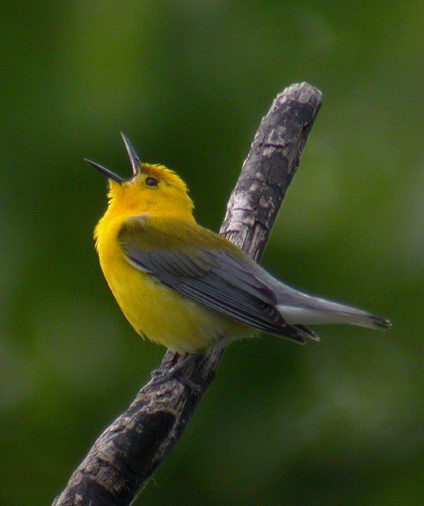 Prothonotary Warbler - Jay Gilliam