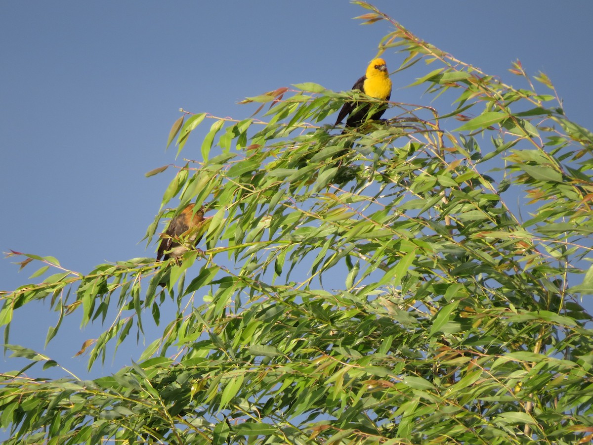 Yellow-headed Blackbird - ML89635071