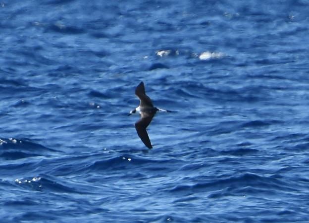 Black-capped Petrel (White-faced) - roberto torres