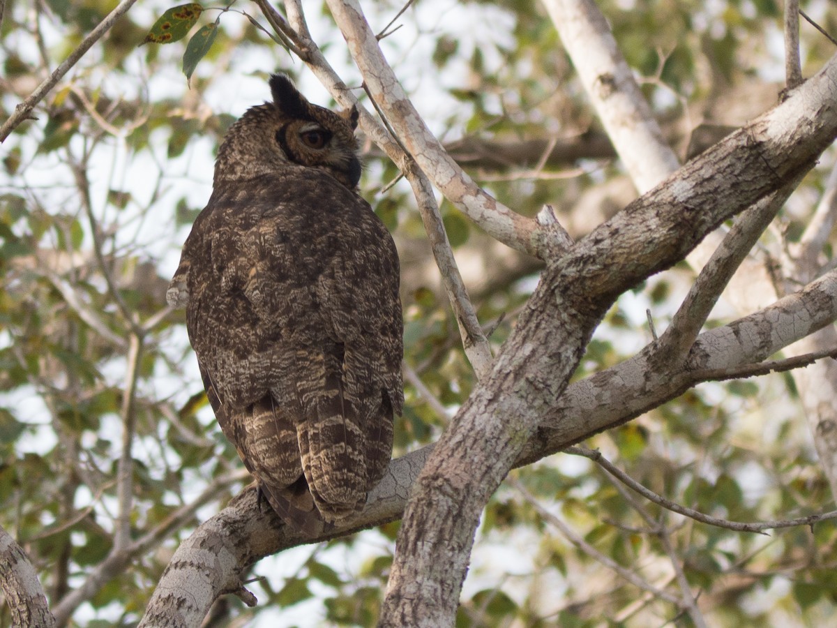 Great Horned Owl - ML89640941